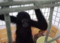 Perdagangan Siamang Terbongkar, Kementerian Kehutanan Selamatkan Primata Muda dari Ancaman Eksploitasi Satwa Liar