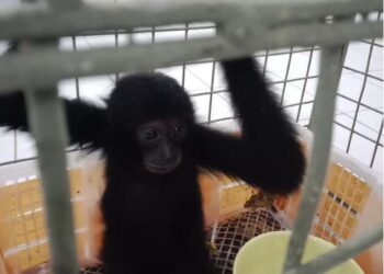 Perdagangan Siamang Terbongkar, Kementerian Kehutanan Selamatkan Primata Muda dari Ancaman Eksploitasi Satwa Liar
