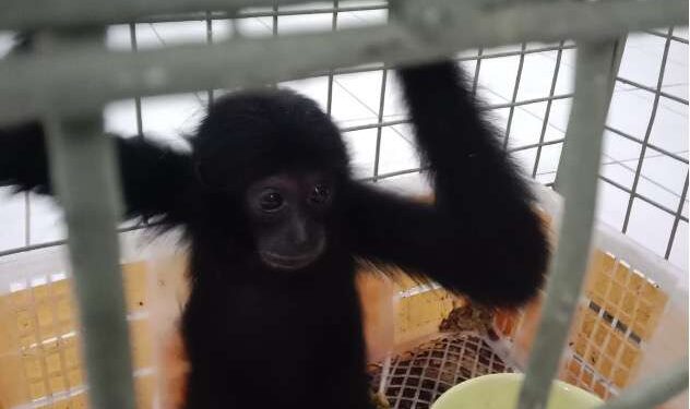 Perdagangan Siamang Terbongkar, Kementerian Kehutanan Selamatkan Primata Muda dari Ancaman Eksploitasi Satwa Liar