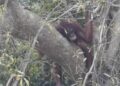 Napas Orangutan di Tengah Kepungan Asap, Karhutla Kalteng Picu Ancaman Serius bagi Satwa Liar