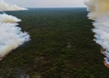 Kebakaran Hutan dan Lahan Kian Mengkhawatirkan, Pemerintah Perkuat Pemadaman di Kalimantan Tengah